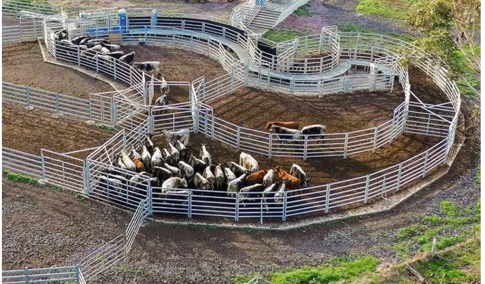 Complete Cattle Yard System Curved Race Design | Turnkey Cattle Handling Yard Supply